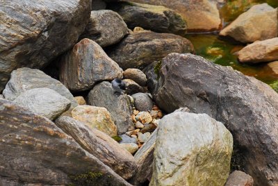 Torrent Tyrannulet