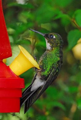 Tourmaline Sunangel Female