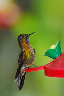 Tyrian Metaltail 2