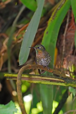 Tyrian Metaltail 3
