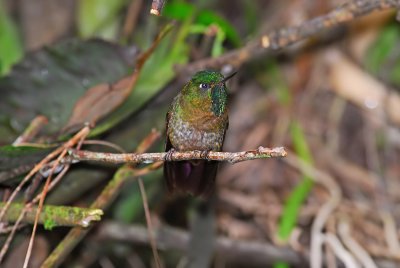 Tyrian Metaltail Male