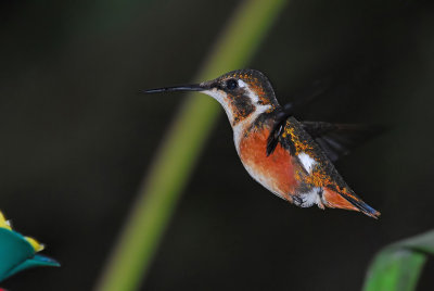 White-bellied Woodstar Female