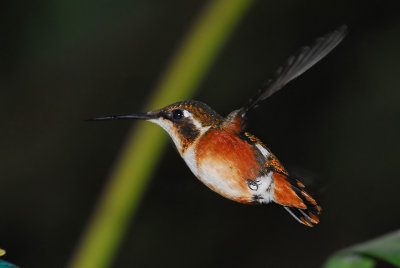 White-bellied Woodstar Female 2