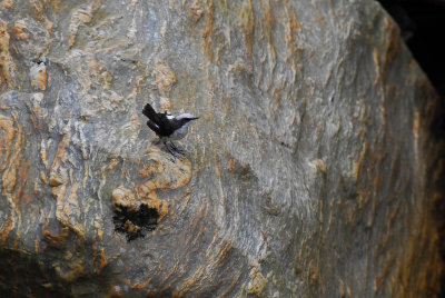 White-capped Dipper 2