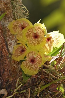 Yellow Orchids