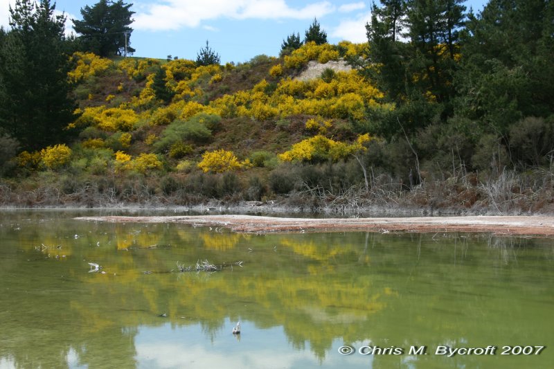 Reflecting gorse in green-hued waters - not very poetic