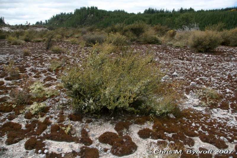 Lichen patches and prostrate kanuka