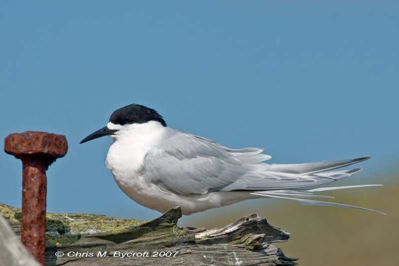 White fronted tern, Tairoa Head
