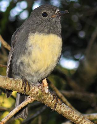 Toutouwai or South Island robin - Kaharangi National Park