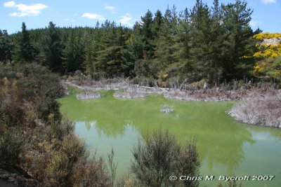 Green-hued water of Parariki Stream - near Lake Rotokawa outlet