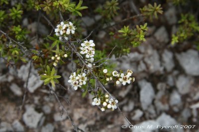 Prostrate kanuka flowers