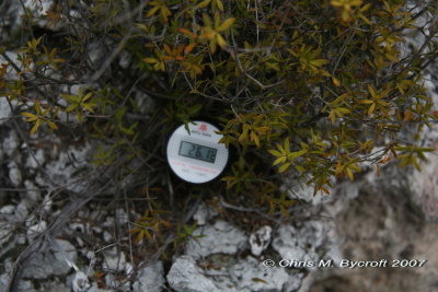Thermometer in mingimingi - not as hot as neighbouring prostrate kanuka
