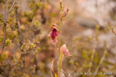 Red-bearded orchid (Calochilus robertsonii) - habitat
