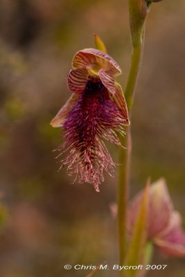 Red-bearded orchid 1
