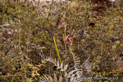 Red-bearded orchid - habitat 2