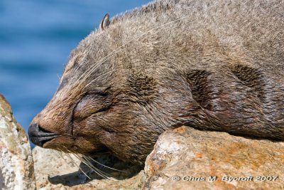 New Zealand fur seal resting