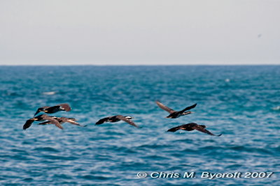 Spotted a group of flying spotted shags