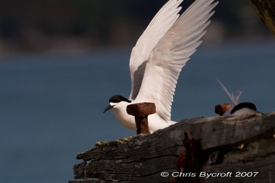 White-fronted tern -landing and nest mate.