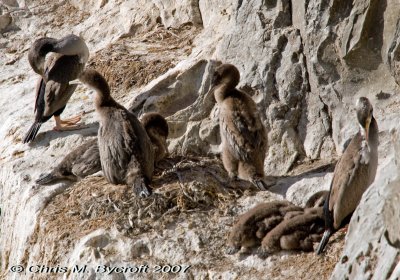 A group of nesting spotted shags, different aged juveniles