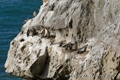 Spotted shag colony
