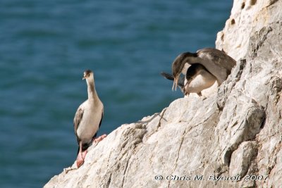 Shags on rocks