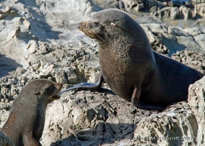 New Zealand fur seals, Kaikoura