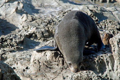 Seal walking, Kaikoura