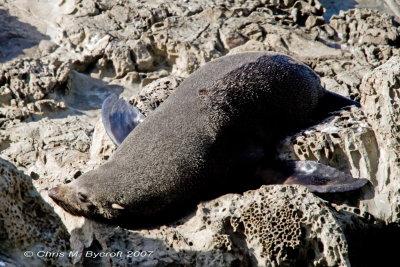 And then resting (NZ fur seal)