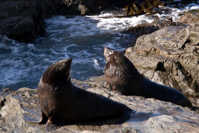 Two NZ fur seals