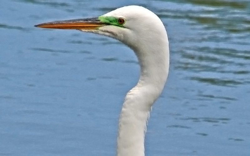 Great Egret