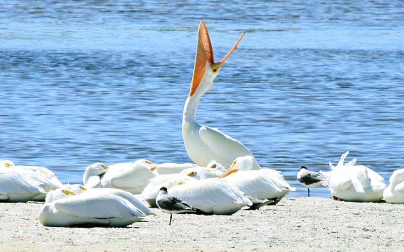 American White Pelican