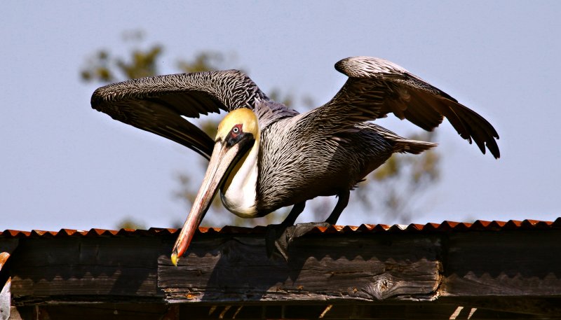 Brown Pelican