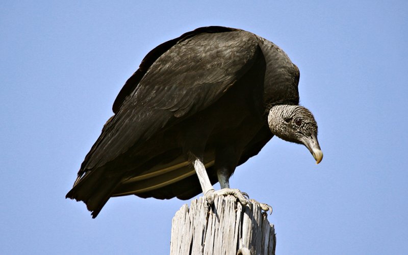 Black Vulture