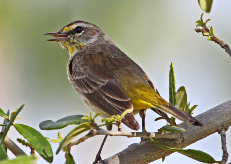 Palm Warbler