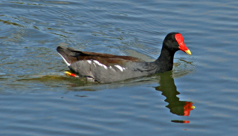 Common Moorhen