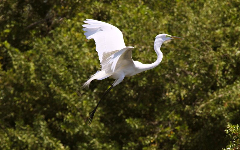 Great Egret