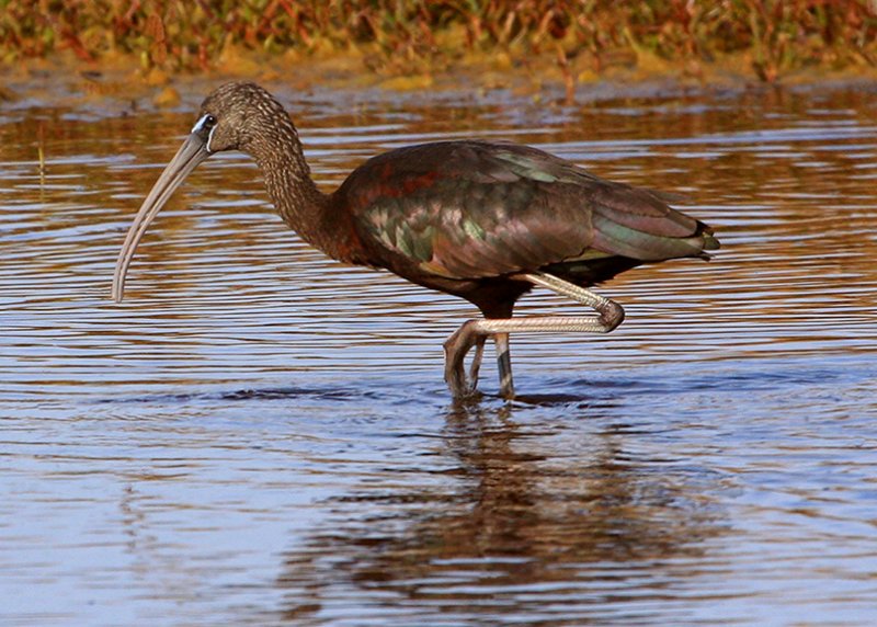 Glossy Ibis