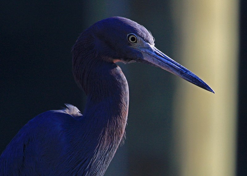 Little Blue Heron