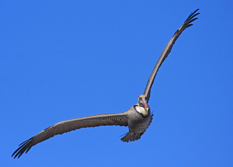 Brown Pelican