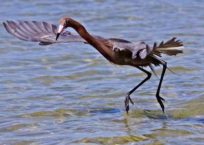 Reddish Egret