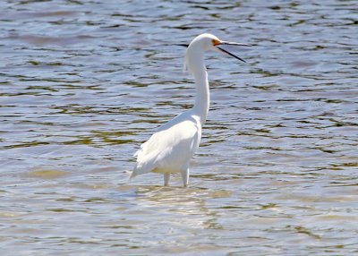 Snowy Egret