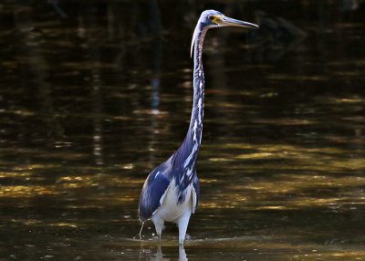 Tri-colored Heron