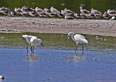 Snowy Egrets