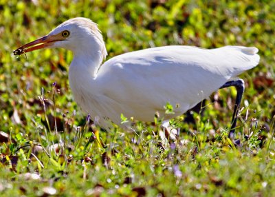 Cattle Egret