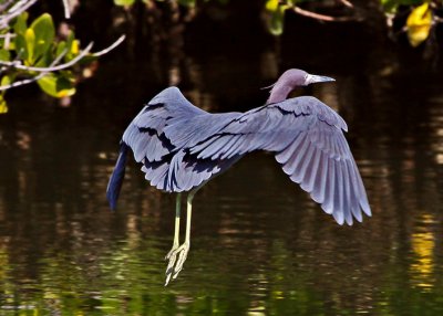 Little Blue Heron