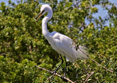 Great Egret