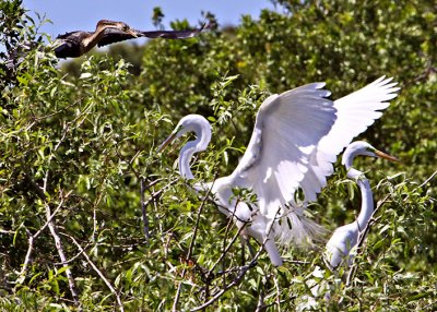 Great Egrets (with Anihinga above left)