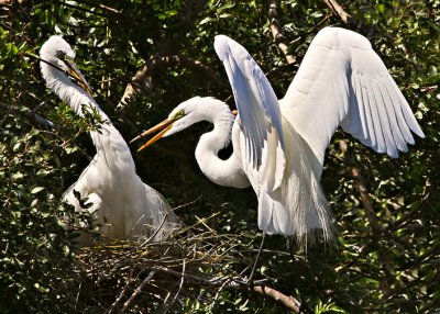 Great Egrets