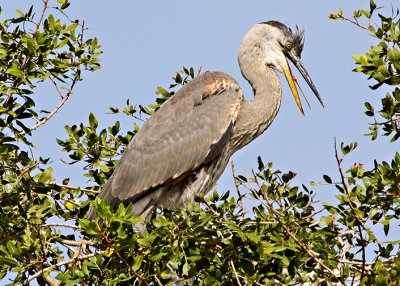 Great Blue Heron