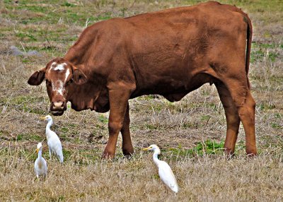 Why they aren't called Horse Egrets